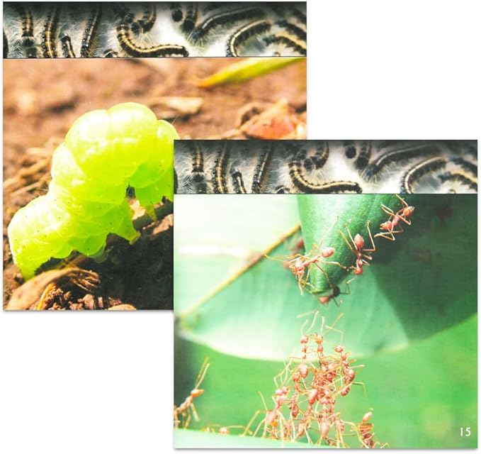 Know-It-All Educational Nature Books for Kids Toddlers -- Assorted Set of 9 Books About Wild Animals (Sharks, Spiders, Dinosaurs, Snakes, More)