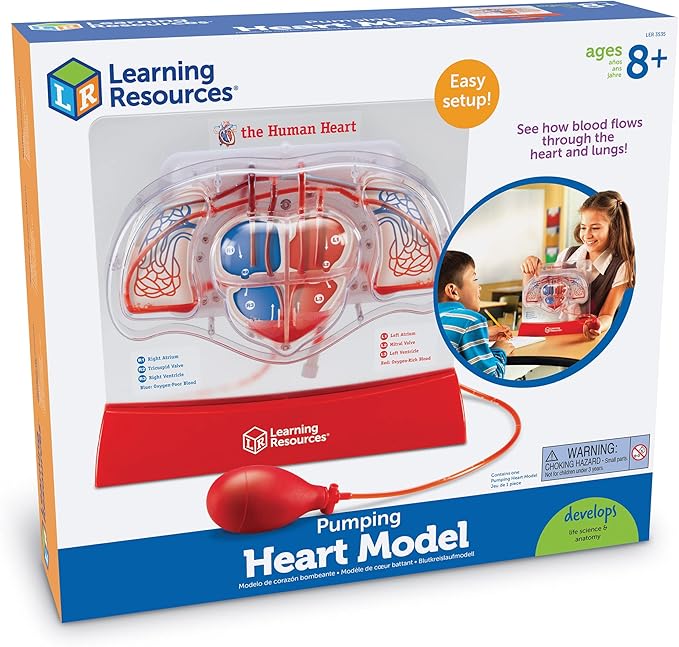 Learning Resources Pumping Heart Model - 1 Piece, Grades 3+ | Ages 8+ Educational Science Kit, Science Education Supplies, Science Teaching Supplies,Back to School Supplies,Teacher Supplies