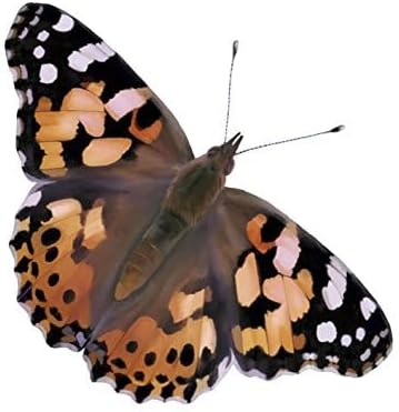 Insect Lore Two Cups of Live Caterpillars with Butterfly Life Cycle Figurines | Butterfly Habitat or Kit Refill | Painted Lady Butterflies