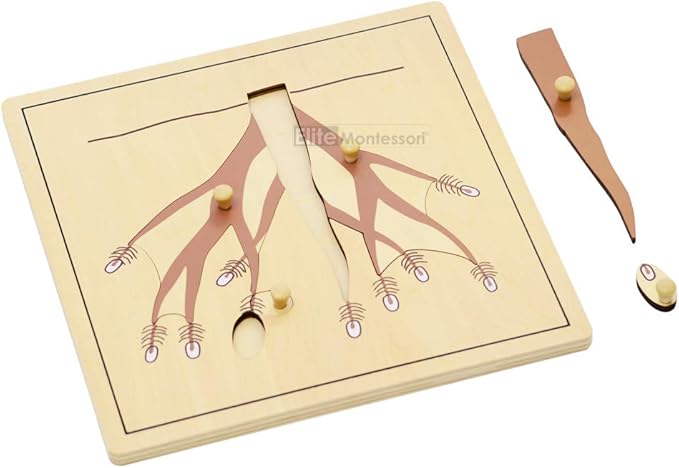 Elite Montessori Root Puzzle