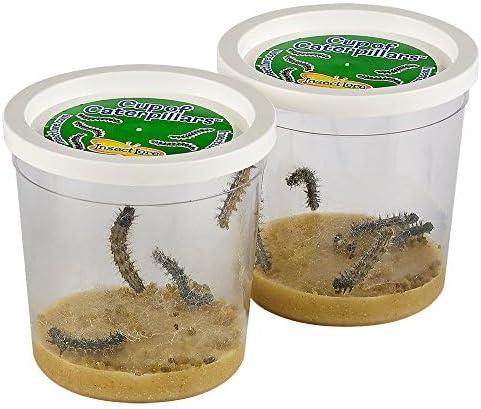 Insect Lore Butterfly Garden with Two Cups of Live Caterpillars | Original Habitat, STEM Journal, Chrysalis Holding Logs, 10 Live Baby Caterpillars | Painted Lady Butterflies | Life Science Education