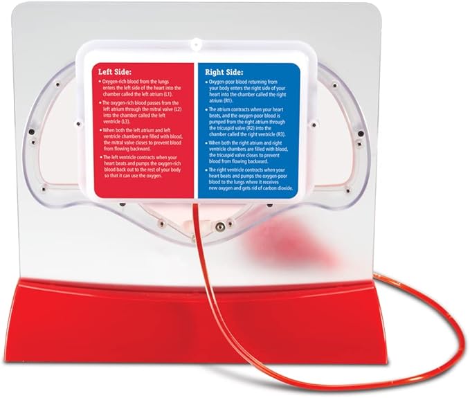 Learning Resources Pumping Heart Model - 1 Piece, Grades 3+ | Ages 8+ Educational Science Kit, Science Education Supplies, Science Teaching Supplies,Back to School Supplies,Teacher Supplies