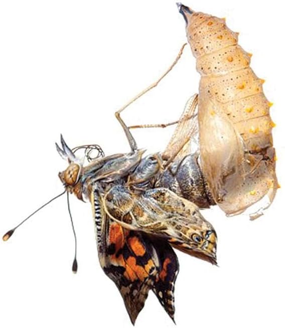 Insect Lore Butterfly Garden | Original 12" Habitat and Cup of Live Baby Caterpillars | Life Science & STEM Education Kit