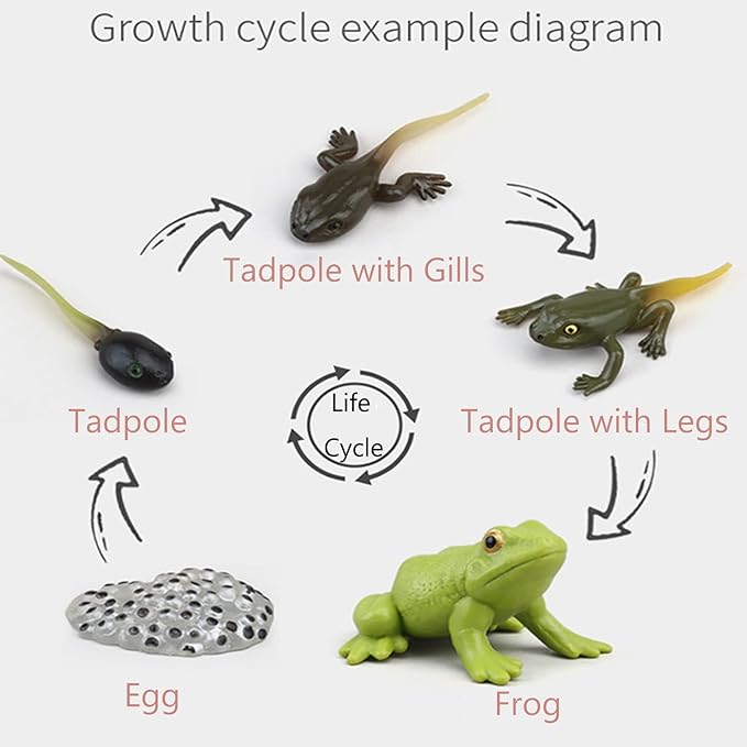 Montessori Animal Match Game Cards Marine Animal Matching Montessori Language Materials Toddlers Preschool Educational Learning Toys Language Materials Shape Sorting Toy