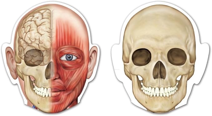 Learning Resources Double-Sided Magnetic Human Body, 3 Foot Tall, 17 Pieces