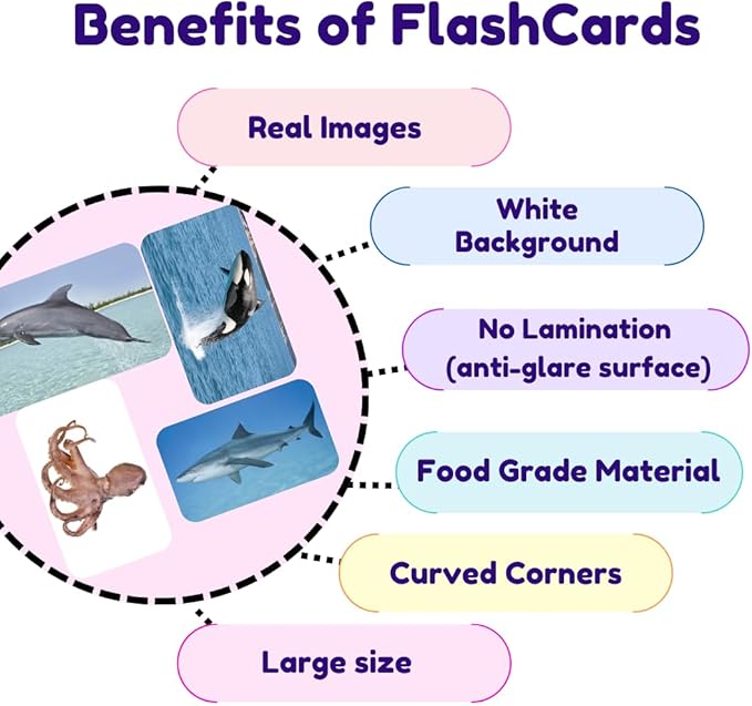 hungry brain Flash Cards for Toddlers, 24 Sea Creatures Flashcards, Double-Sided, Montessori, Educational, Kindergarten - Preschool Learning Activities, Gifts for Kids, 1, 2, 3, 4 Years Babies