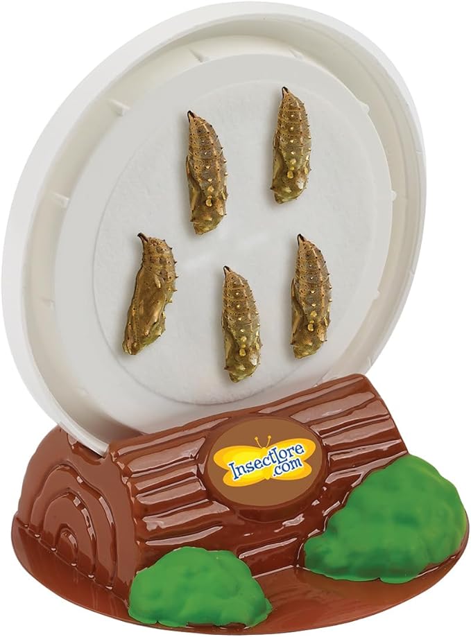 Insect Lore Butterfly Garden | Original 12" Habitat and Cup of Live Baby Caterpillars | Life Science & STEM Education Kit