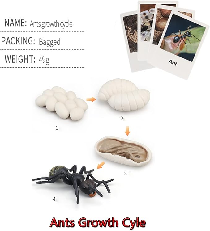 Montessori Animal Match Game Cards Marine Animal Matching Montessori Language Materials Toddlers Preschool Educational Learning Toys Language Materials Shape Sorting Toy