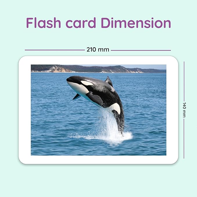 hungry brain Flash Cards for Toddlers, 24 Sea Creatures Flashcards, Double-Sided, Montessori, Educational, Kindergarten - Preschool Learning Activities, Gifts for Kids, 1, 2, 3, 4 Years Babies