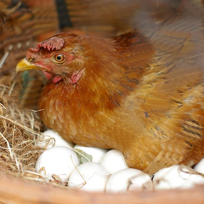 6pcs Wooden Fake Eggs, White Wooden Easter Eggs, DIY Kitchen Pretend Play Food Set,Children Kitchen Play Toys,Fake Chicken Eggs for Home Farm Decor