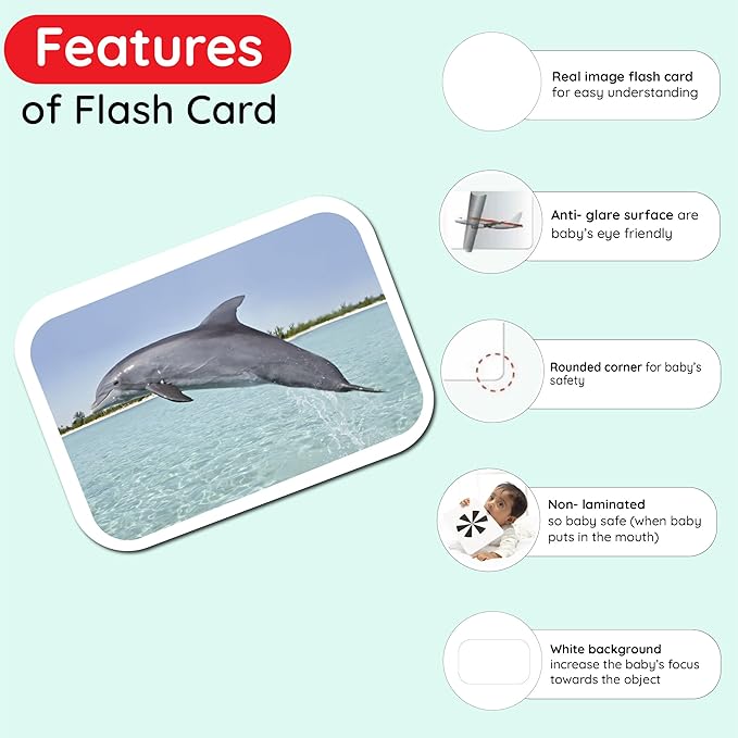 hungry brain Flash Cards for Toddlers, 24 Sea Creatures Flashcards, Double-Sided, Montessori, Educational, Kindergarten - Preschool Learning Activities, Gifts for Kids, 1, 2, 3, 4 Years Babies