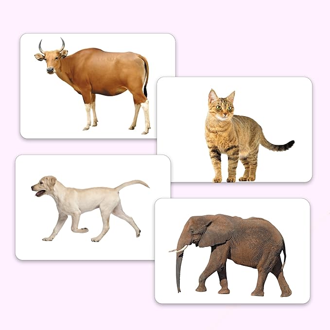 hungry brain Flash Cards for Toddlers, 24 Domestic Animals Flashcards, Double-Sided, Montessori, Educational, Kindergarten - Preschool Learning Activities, Gifts for Kids, 1, 2, 3, 4 Years Babies
