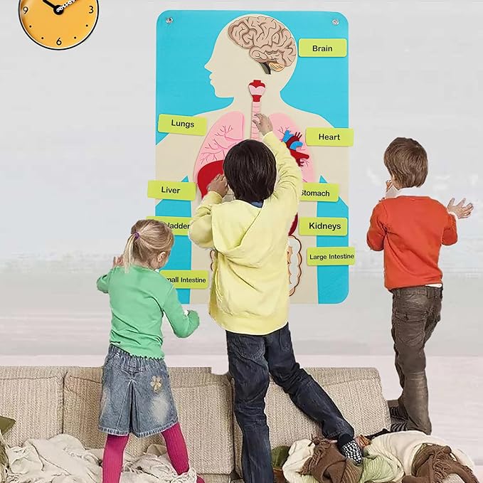 Hora de Lima Body Parts Learning Kit Felt Artcraft Human Anatomy 3D Organ Costume Cognitive Board for Kids Sensory Educational Tool Toy Removable for Home Preschool Early Childhood Teaching Aid
