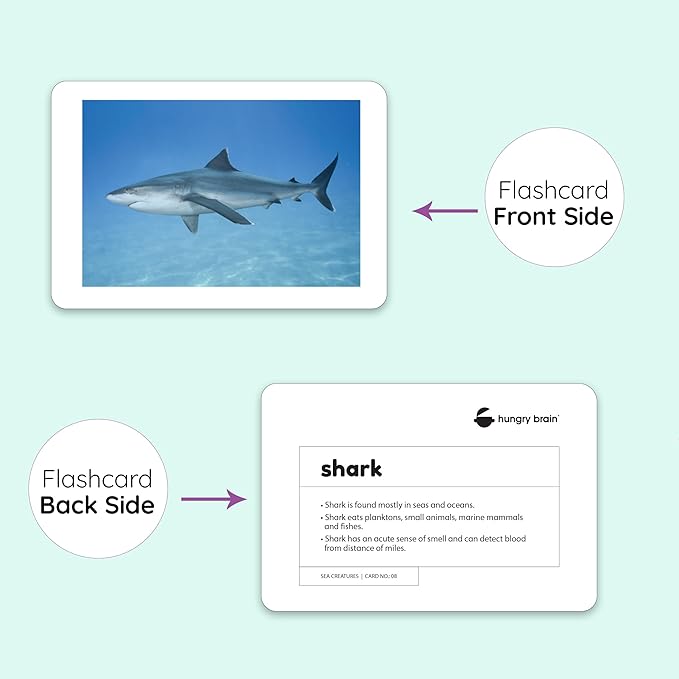 hungry brain Flash Cards for Toddlers, 24 Sea Creatures Flashcards, Double-Sided, Montessori, Educational, Kindergarten - Preschool Learning Activities, Gifts for Kids, 1, 2, 3, 4 Years Babies