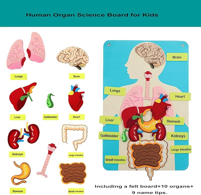 Hora de Lima Body Parts Learning Kit Felt Artcraft Human Anatomy 3D Organ Costume Cognitive Board for Kids Sensory Educational Tool Toy Removable for Home Preschool Early Childhood Teaching Aid