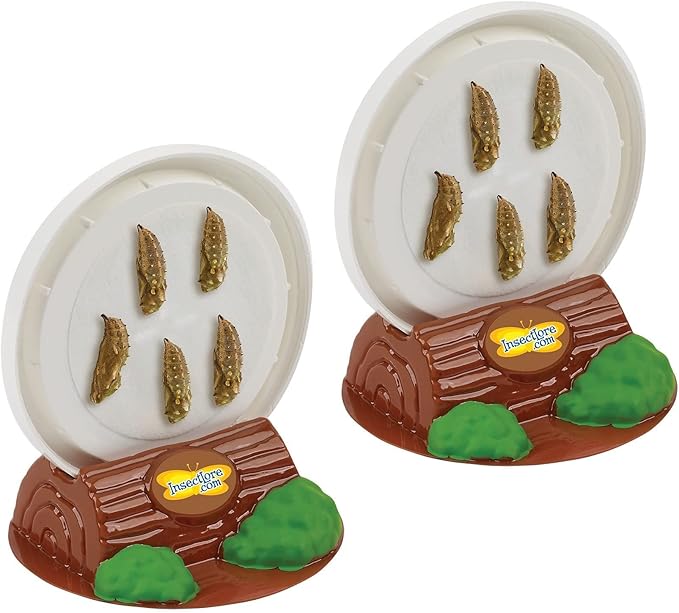 Insect Lore Two Cups of Live Caterpillars with Butterfly Life Cycle Figurines | Butterfly Habitat or Kit Refill | Painted Lady Butterflies