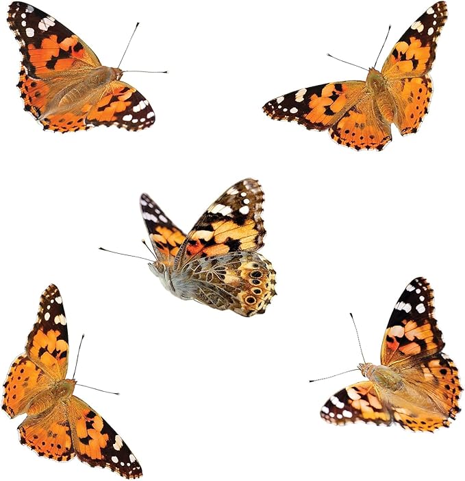 Insect Lore Butterfly Garden | Pavilion 24" with Voucher | 2ft Tall Habitat & STEM Journal | Redeem Voucher for 5 Live Baby Caterpillars | Painted Lady Butterfly Growing Kit