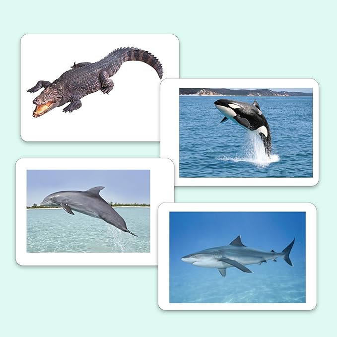 hungry brain Flash Cards for Toddlers, 24 Sea Creatures Flashcards, Double-Sided, Montessori, Educational, Kindergarten - Preschool Learning Activities, Gifts for Kids, 1, 2, 3, 4 Years Babies