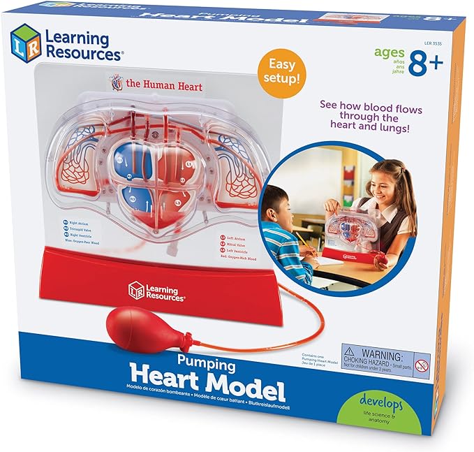 Learning Resources Pumping Heart Model - 1 Piece, Grades 3+ | Ages 8+ Educational Science Kit, Science Education Supplies, Science Teaching Supplies,Back to School Supplies,Teacher Supplies