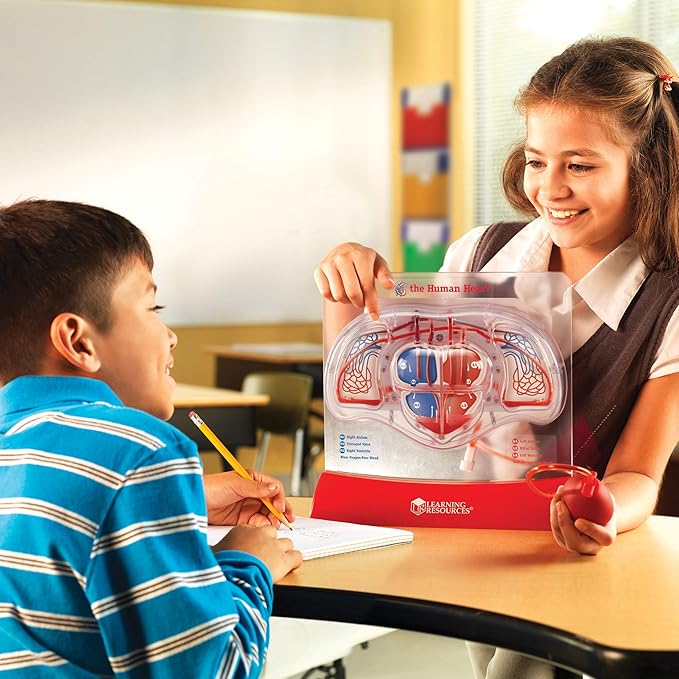 Learning Resources Pumping Heart Model - 1 Piece, Grades 3+ | Ages 8+ Educational Science Kit, Science Education Supplies, Science Teaching Supplies,Back to School Supplies,Teacher Supplies