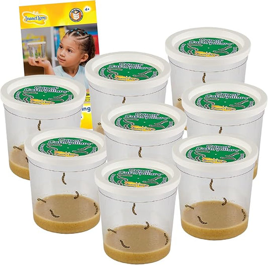 Insect Lore Cup of Caterpillars™ Basic - 8 Cups | 40 Live Baby Painted Lady Caterpillars | 5 Per Cup | Refill for Habitat Kit | Caterpillars and Food Included
