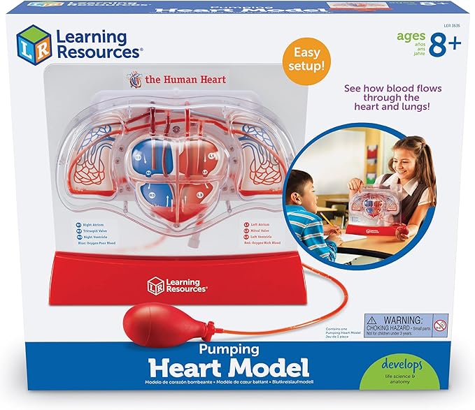 Learning Resources Pumping Heart Model - 1 Piece, Grades 3+ | Ages 8+ Educational Science Kit, Science Education Supplies, Science Teaching Supplies,Back to School Supplies,Teacher Supplies