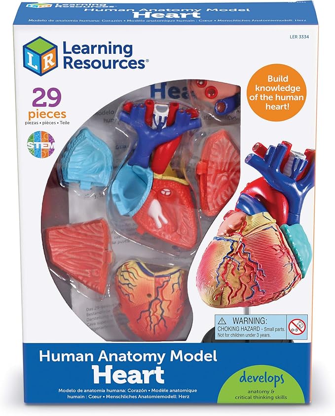 Learning Resources Human Heart Model, Working Heart Model, Anatomy for Kids, Human Body Heart Model, Educational Model, Ages 8+