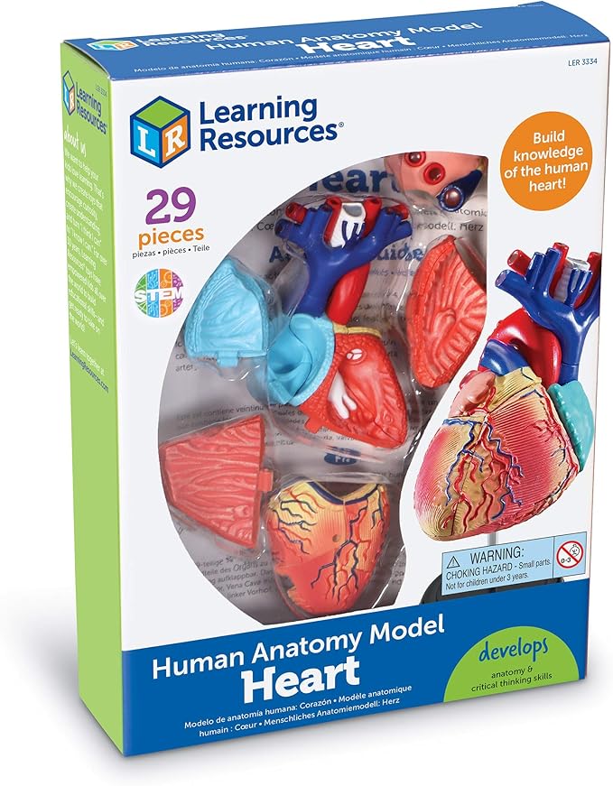Learning Resources Human Heart Model, Working Heart Model, Anatomy for Kids, Human Body Heart Model, Educational Model, Ages 8+