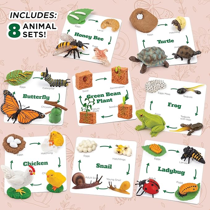 Life Cycle Science Kit Montessori Realistic Figurine, Kids Animal Matching Game with Frog, Ladybug and More Includes 32-Piece, Fun Learning Education Toys Stocking Stuffers for Children 3 4 5 6 7 8