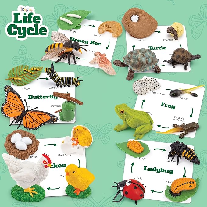 Life Cycle Science Kit Montessori Realistic Figurine, Kids Animal Matching Game with Frog, Ladybug and More Includes 24-Piece, Fun Learning Education Toys Stocking Stuffers for Children 3 4 5 6 7 8