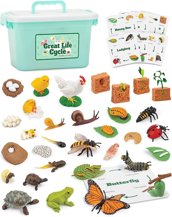 Life Cycle Science Kit Montessori Realistic Figurine, Kids Animal Matching Game with Frog, Ladybug and More Includes 32-Piece, Fun Learning Education Toys Stocking Stuffers for Children 3 4 5 6 7 8