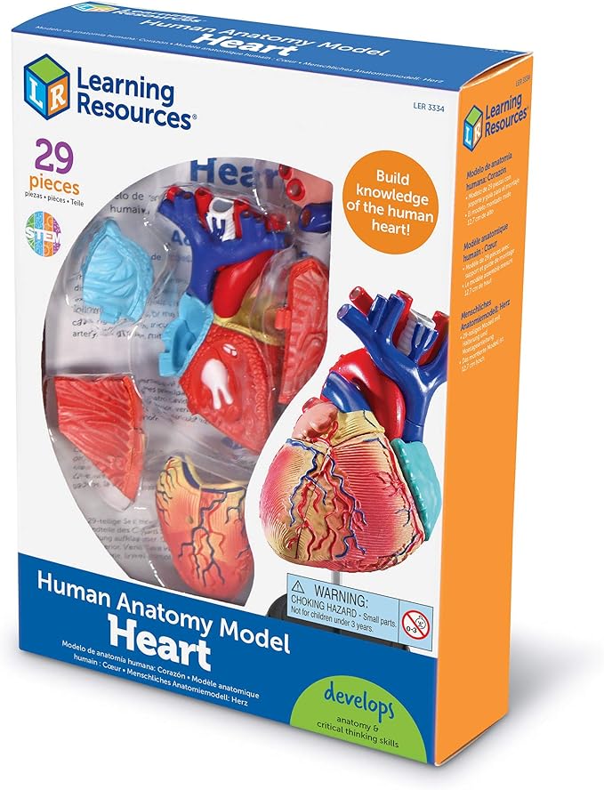 Learning Resources Human Heart Model, Working Heart Model, Anatomy for Kids, Human Body Heart Model, Educational Model, Ages 8+