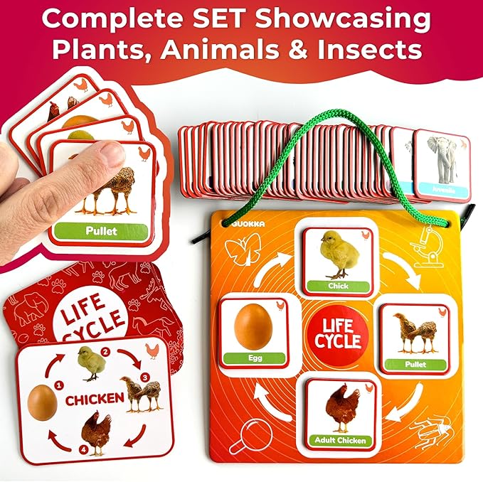 QUOKKA Life Cycle Kit Toy Montessori - 30 Flash Cards Toddler Science Activities for Kids Ages 2-4 - Prek Animal Learning Materials 3-5 - 120 Magnetic Toddler Classroom Must Haves for Preschool